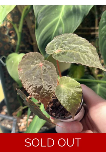 Pavonina x Chloroneura (hybrid)
